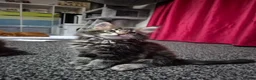 Maine Coon cats for sale: MaineCoon male kittens - Advert 17