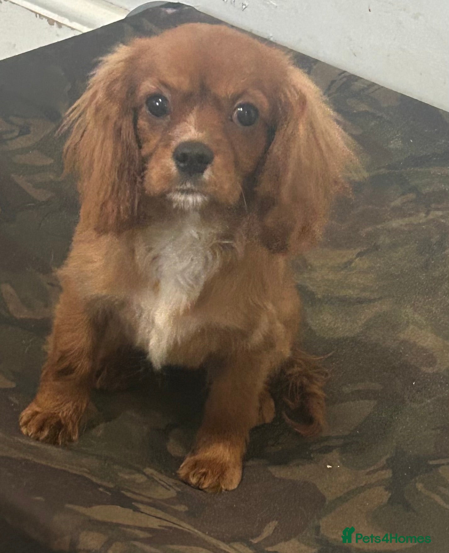 Cavalier King Charles Spaniel dogs 5 months old Ruby female fully vaccine - Advert 2
