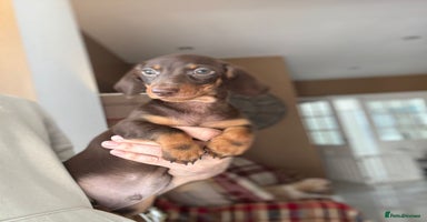 Miniature Dachshund dogs - Advert 13