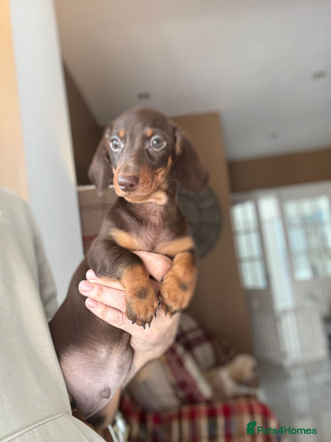 Miniature Dachshund dogs for sale: 🩷 Adorable Miniature Dachshund Puppies💙 - Image 3