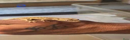 Gecko reptiles for sale: 💞 5 crested gecko babies🤩 for sale prices vary. - Advert 25