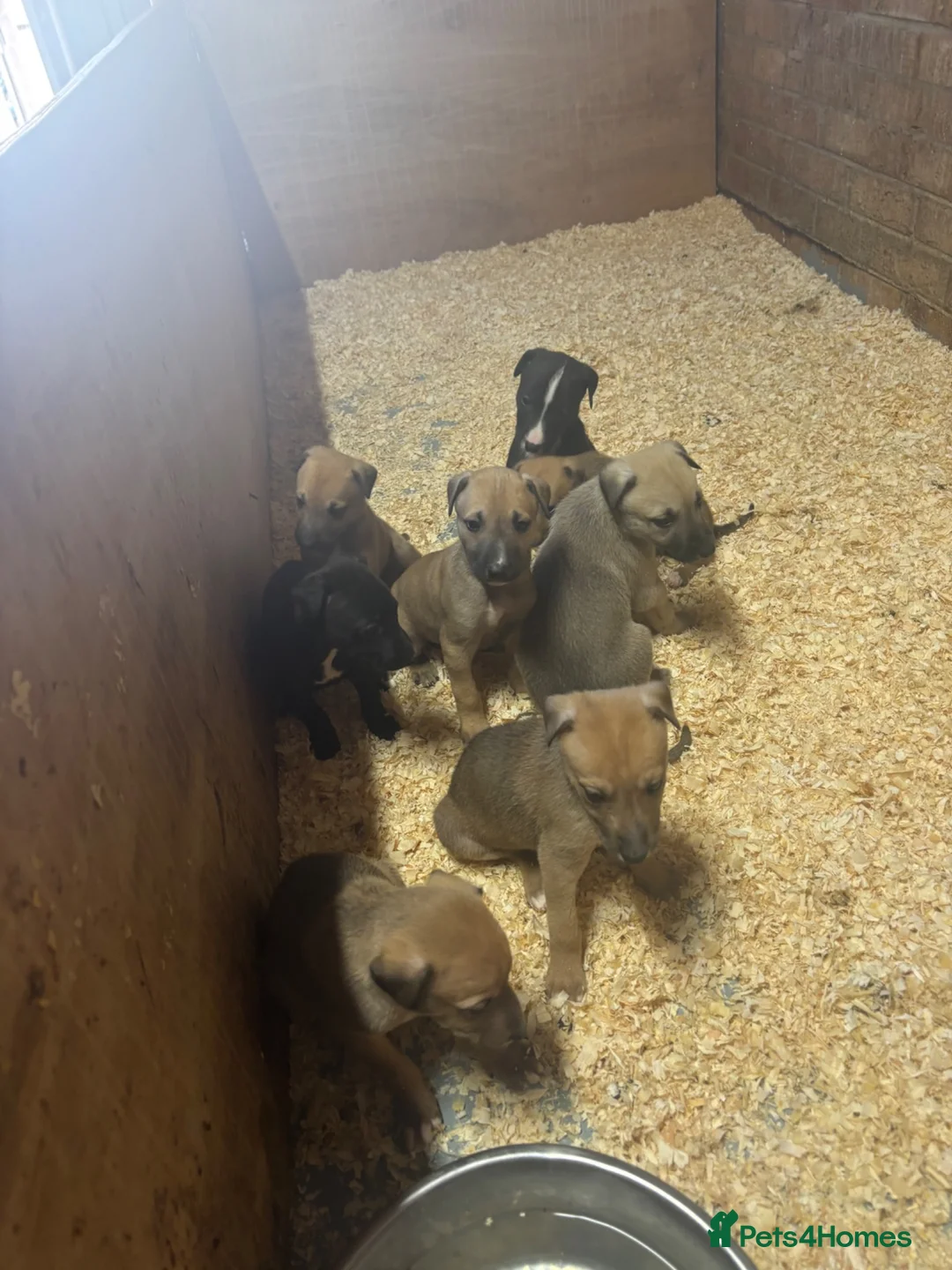 Jackapoo dogs for sale: Quick sale Jackapoo puppies poodle x Jack toy bf  - Advert 1