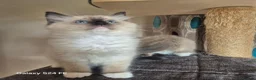 Ragdoll cats for sale: GCCF Reg. Ragdoll kittens, Champion lines - Advert 27