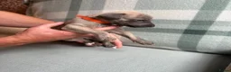 Whippet dogs for sale: Exceptional litter of KC whippets  in Shrewsbury - Advert 8