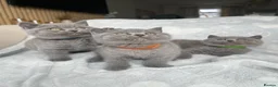 British Shorthair cats for sale: Beautiful British Shorthair Boys - Advert 14