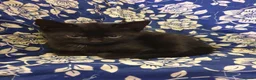 Mixed Breed cats for sale: 2 fluffy kittens - Advert 23