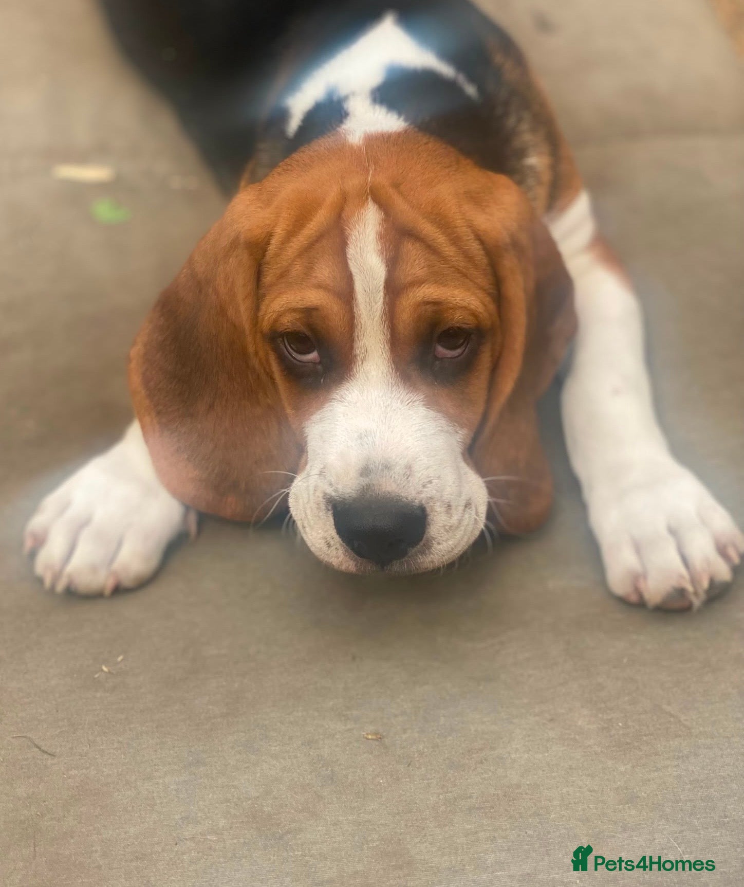 Beagle dogs Beautiful Beagles(fully vaccinated) - Advert 2