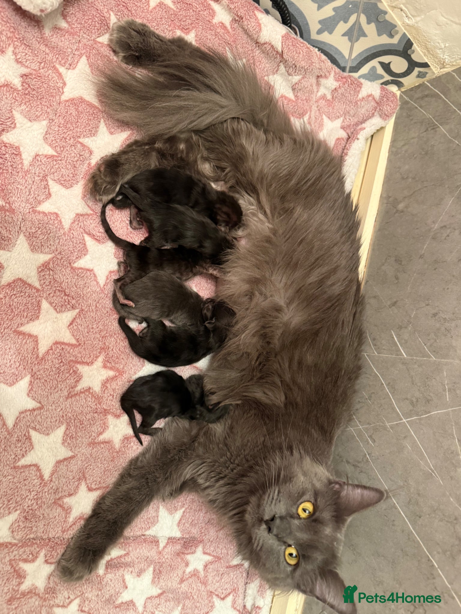 Maine Coon cats 👑TICA reg, Chunky Smoke Maine coon babies  - Advert 2