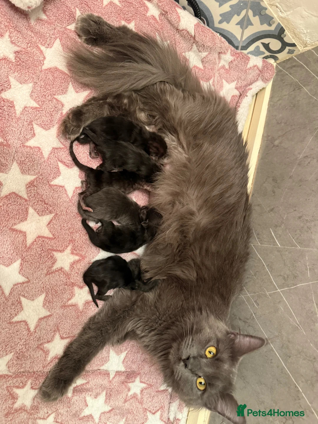 Maine Coon cats for sale: Chunky Maine coon babies  - Advert 2