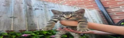 Mixed Breed cats for sale: Two male bengal cross for sale.  - Advert 3