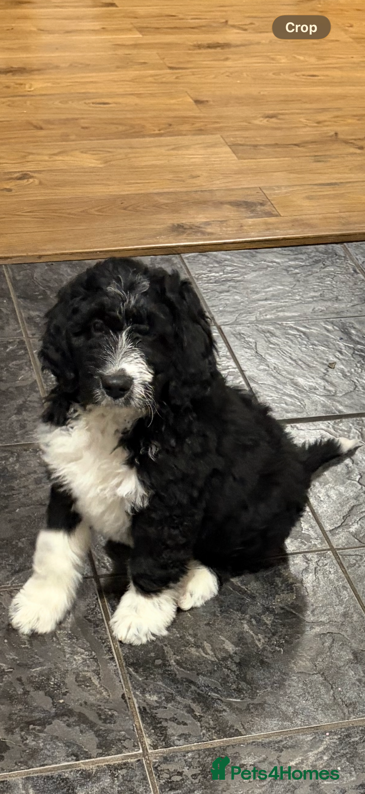 Bernedoodle dogs 🩷 Chunky Bernedoodles with TRI🩷 - Advert 2