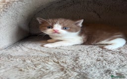 British Shorthair cats for sale: Champion lines bi colour cinnamon kittens  - Image 5