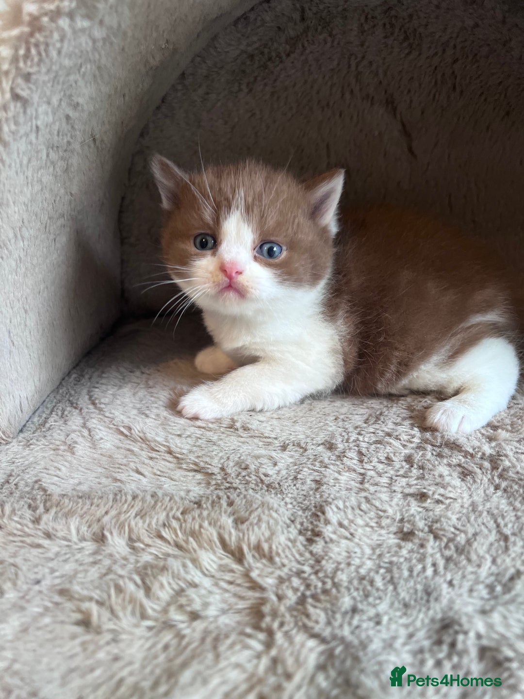 British Shorthair cats for sale: Champion lines bi colour cinnamon kittens  - Image 5