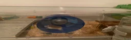 Hamster rodents for sale: Roboroski hamster - Advert 2