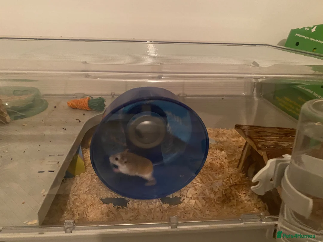 Hamster rodents for sale: Roboroski hamster - Advert 2