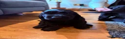 Cocker Spaniel dogs for sale: Stunning show cocker spaniel puppies - Advert 6