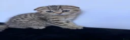 Scottish Fold cats for sale: The Stunning Scottish Fold kittens are ready - Advert 21