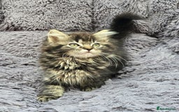 Siberian cats for sale: Siberian kittens - Image 5