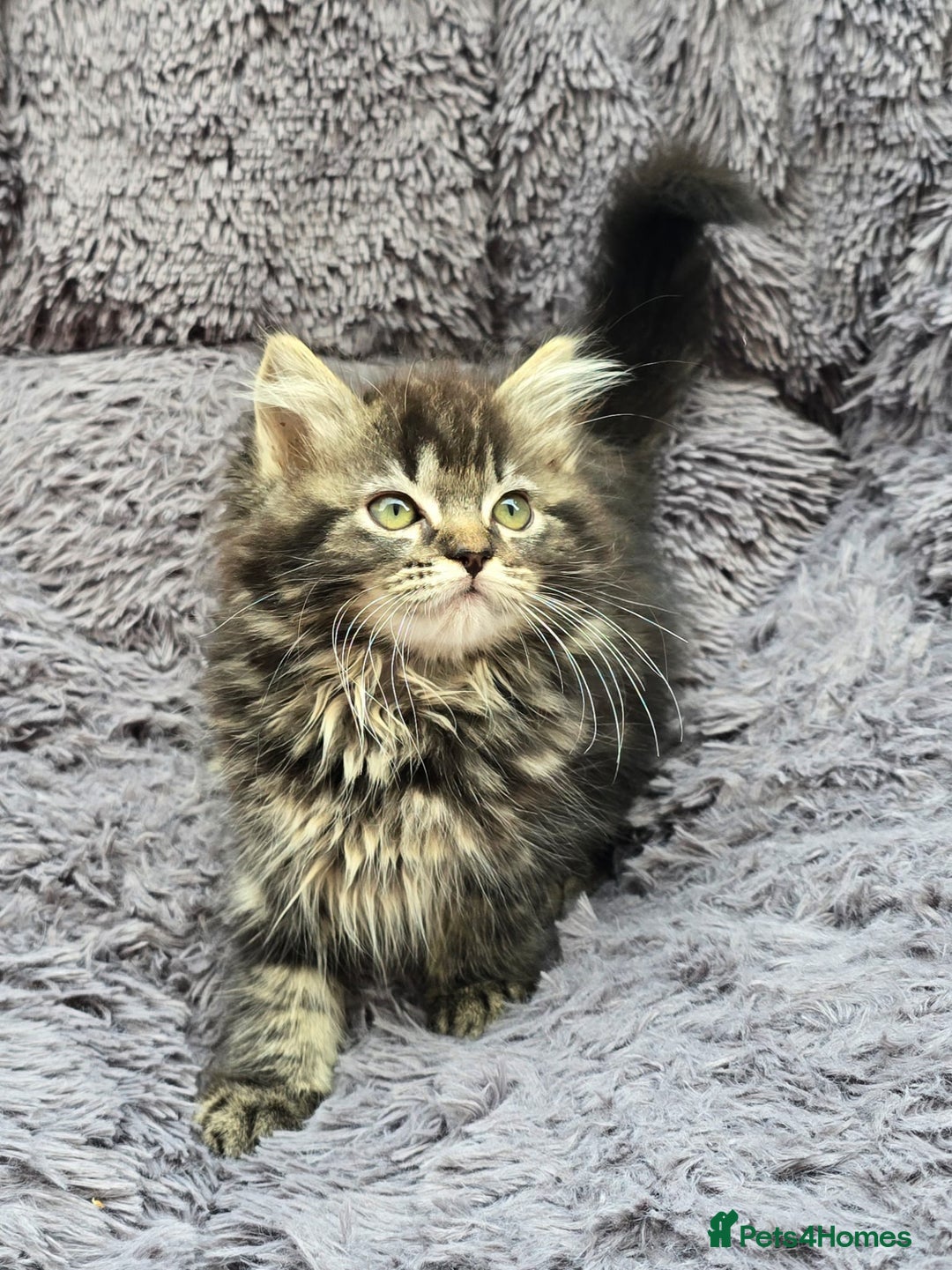 Siberian cats for sale: Siberian kittens - Image 5