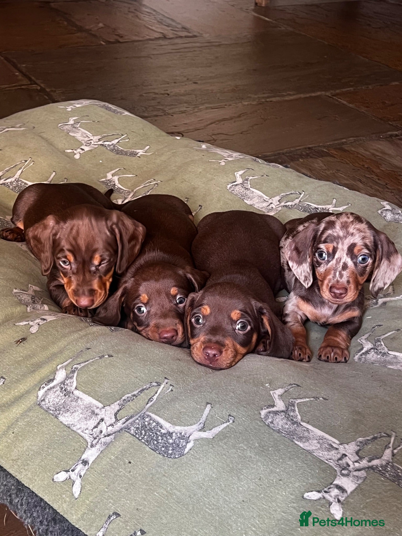 Miniature Dachshund dogs KC Reg Health Tested Miniature Daschaund  - Advert 1