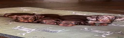 Miniature Dachshund dogs for sale: ONE Gorgeous boy Health tested KC parents  - Advert 5