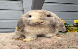 Mini Lop rabbits for sale: Stunning mini lop rabbits - Image 3