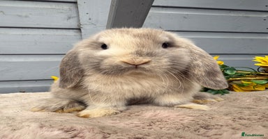 Mini Lop rabbits - Advert 6