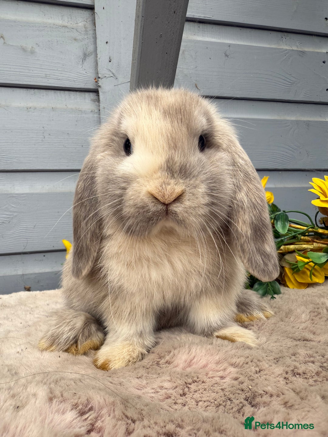 Mini Lop rabbits for sale: Stunning mini lop rabbits - Image 3