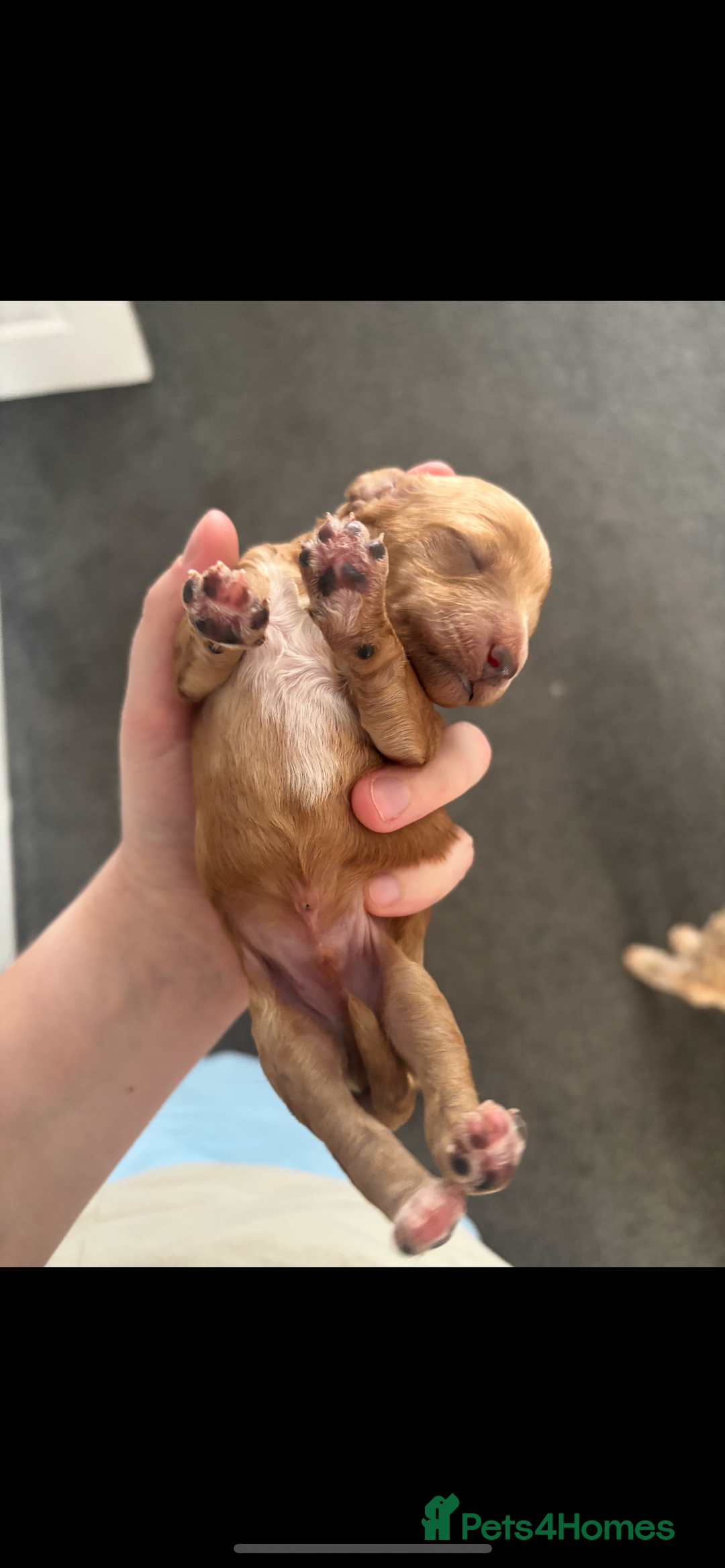 Poochon dogs for sale: Gorgeous litter of F1BB Poochons  - Image 8