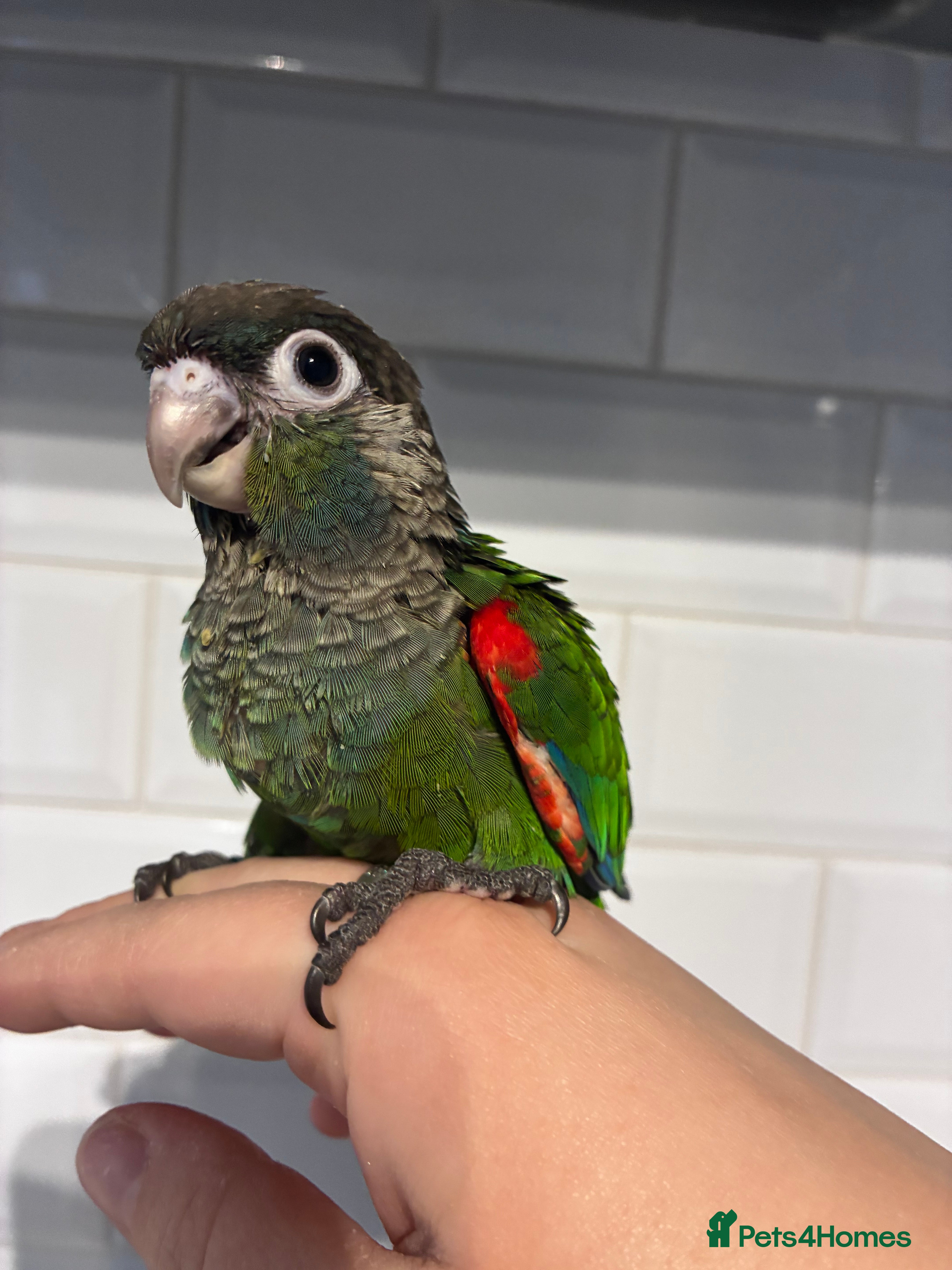 Conures birds Hand reared silly tame rare conures!  - Advert 15