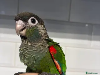 Conures birds Hand reared silly tame rare conures! - Advert 15