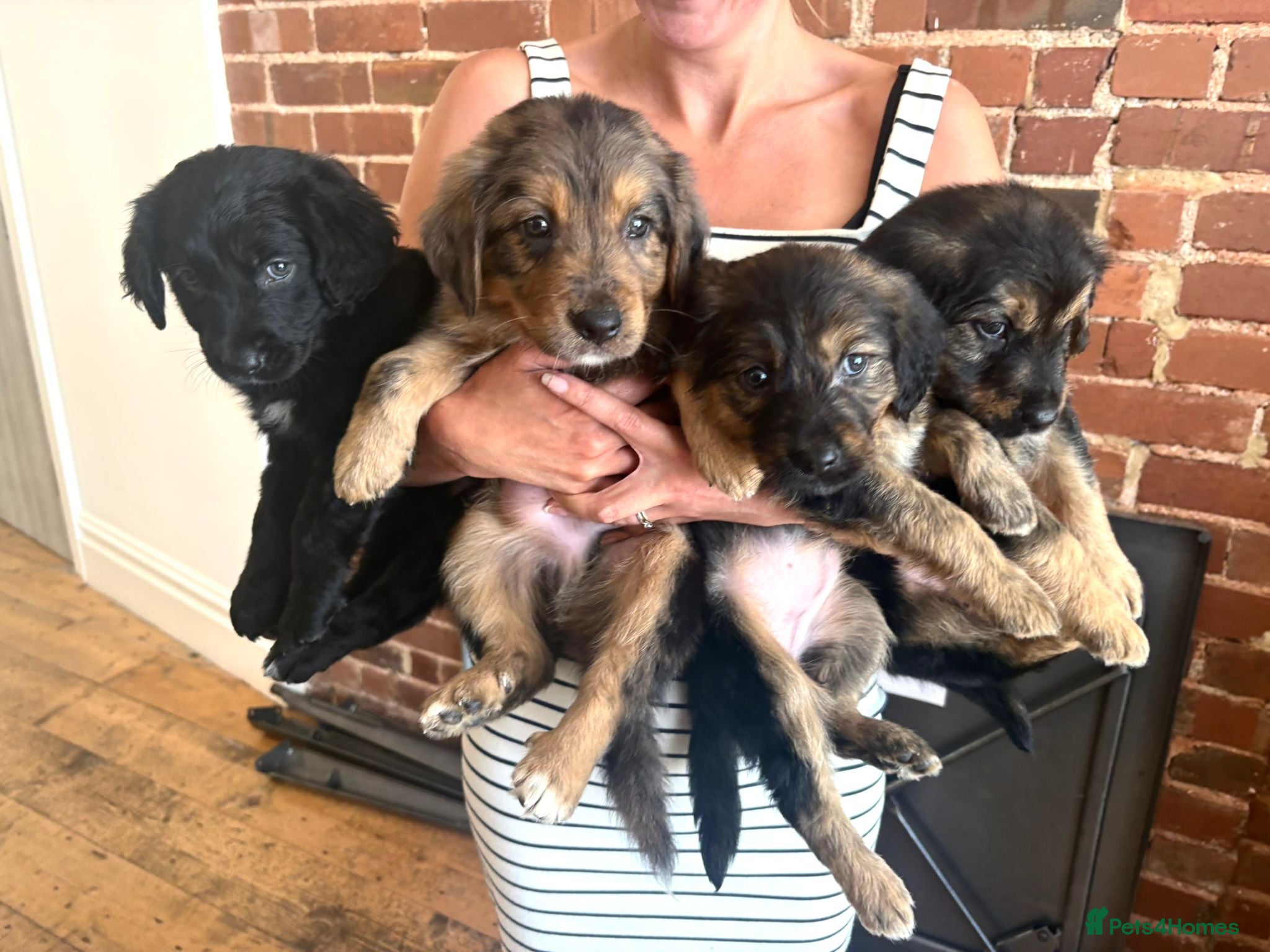 Mixed Breed dogs 6 pups left !! 12 days to go !!  - Advert 20