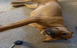 Mixed Breed dogs for adoption: Taz needs a perfect home  - Advert 9