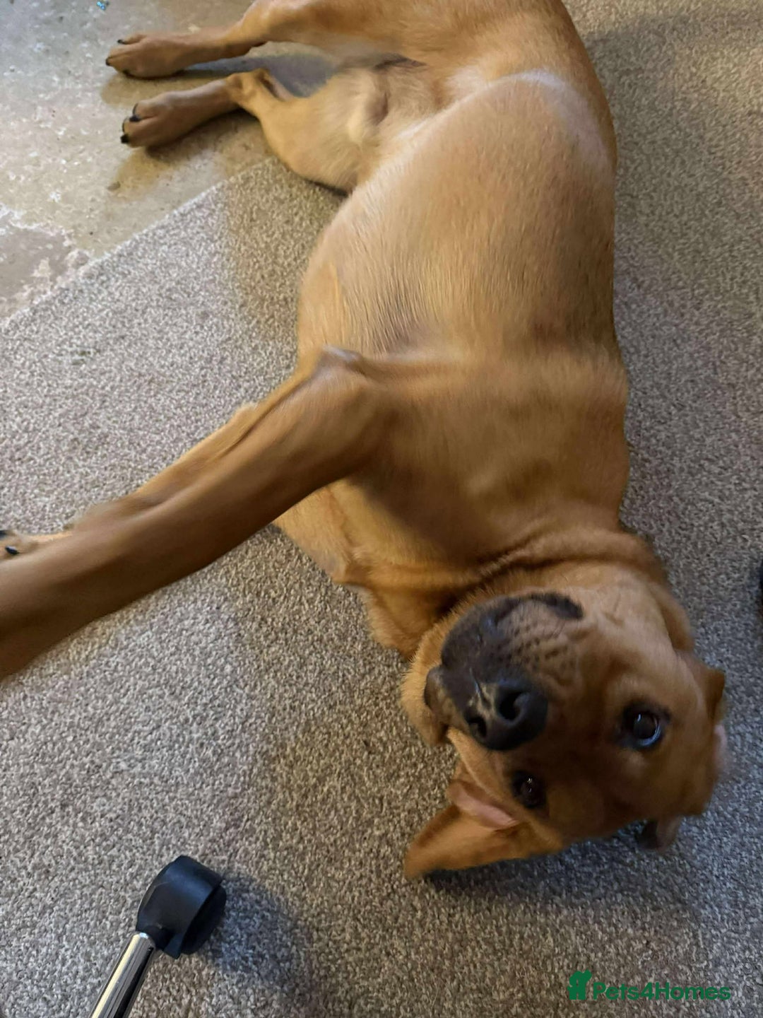 Mixed Breed dogs for adoption: Taz needs a perfect home  - Advert 9