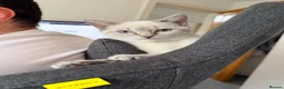 Ragdoll cats for sale: Femal 8 month old half ragdoll in Ripley - Advert 10