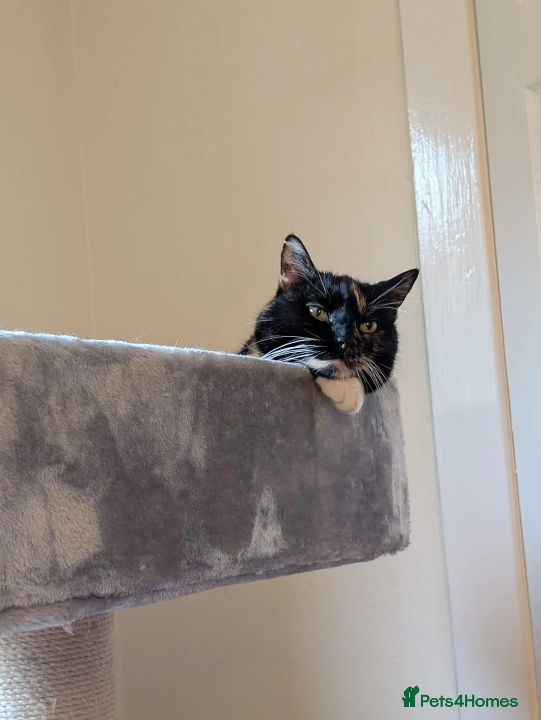 Mixed Breed cats for adoption: The Sweetest Sisters – Kid friendly - Advert 9