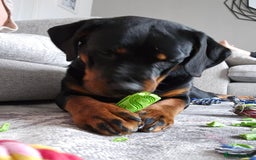 Rottweiler dogs for sale: 🖤 18-Month-Female Rottweiler – Loving, Loyal 🖤 - Image 11