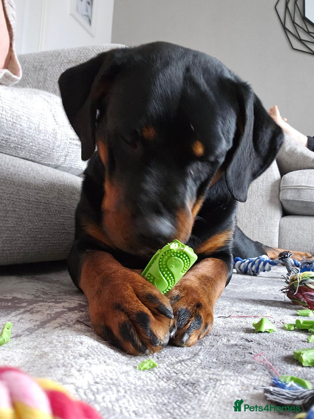 Rottweiler dogs for sale: 🖤 18-Month-Female Rottweiler – Loving, Loyal 🖤 - Image 11