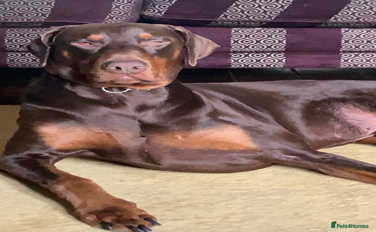 Dobermann dogs - Advert 16