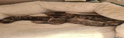 Bengal cats for sale: Kittens x bengal  - Advert 9