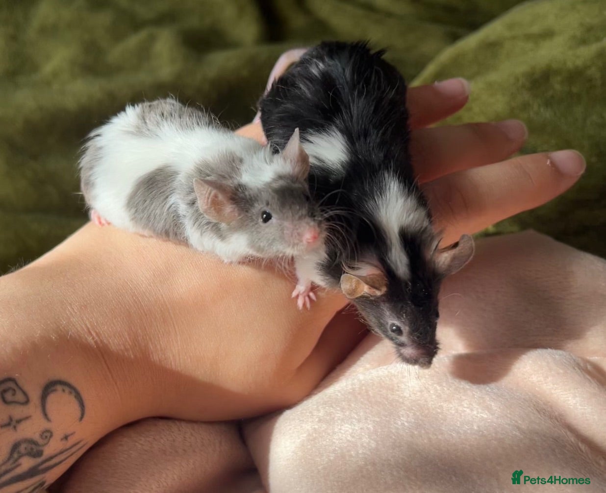 Mouse rodents 5 young mice and enclosure for sale - Advert 1