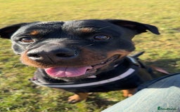 Rottweiler dogs for sale: Zulu 4 year old Rottweiler  - Image 3