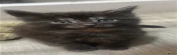 Mixed Breed cats for sale: Extra fluffy kittens - Advert 17