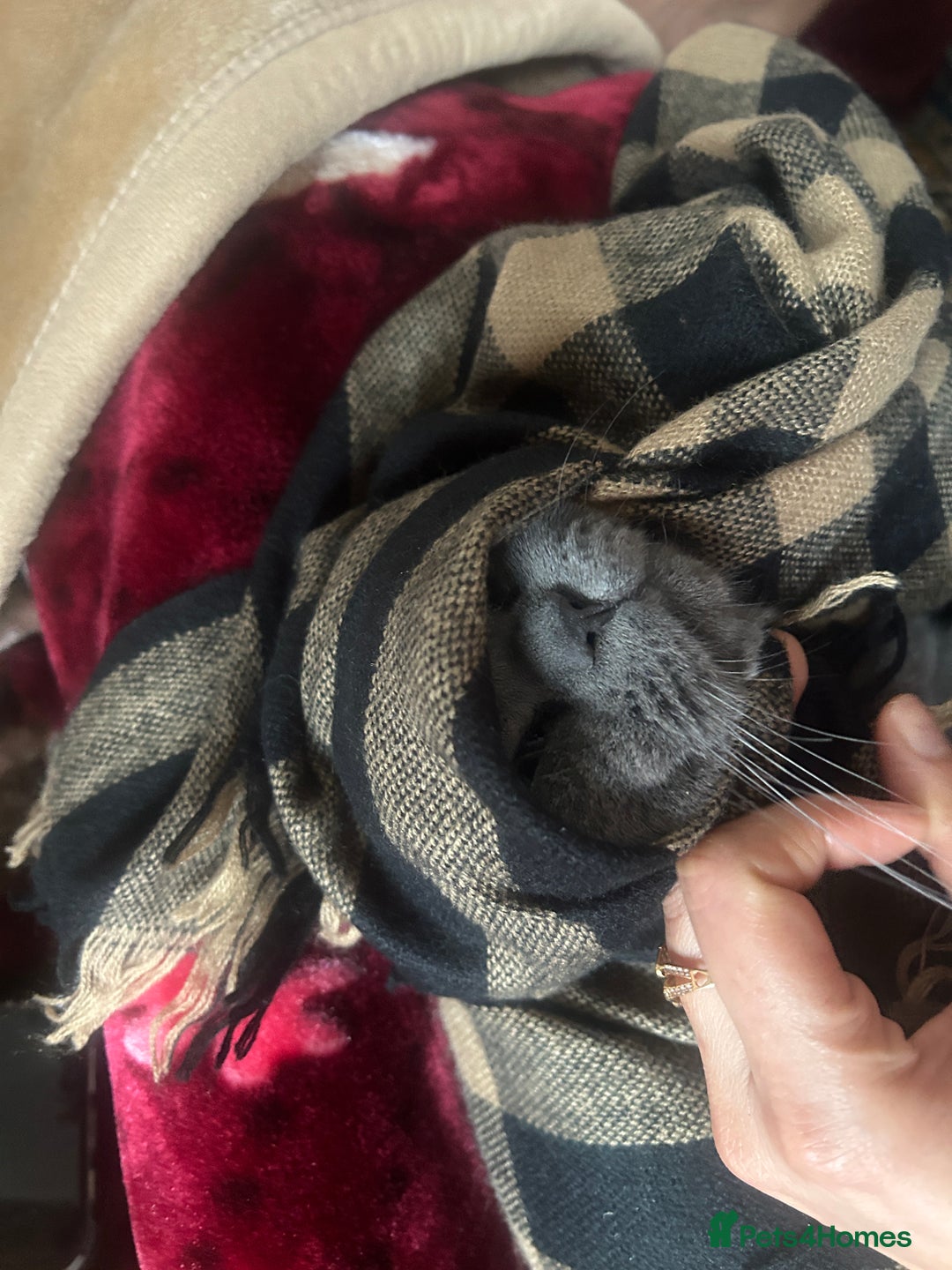 British Shorthair cats for sale: British short hair - Image 1