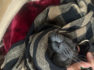 British Shorthair cats - Advert 13