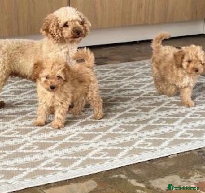 Toy Poodle dogs Toy poodle  - Advert 1