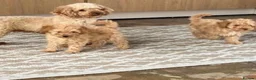 Toy Poodle dogs for sale: Toy poodle  - Advert 1