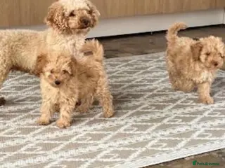 Toy Poodle dogs Toy poodle - Advert 17