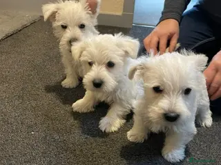 West Highland Terrier dogs WEST HIGHLAND TERRIER PUPPIES - Advert 12
