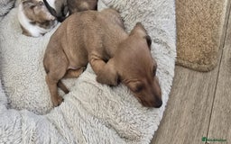 Dachshund dogs for sale: Beautiful Miniature dachshund puppies  - Image 9